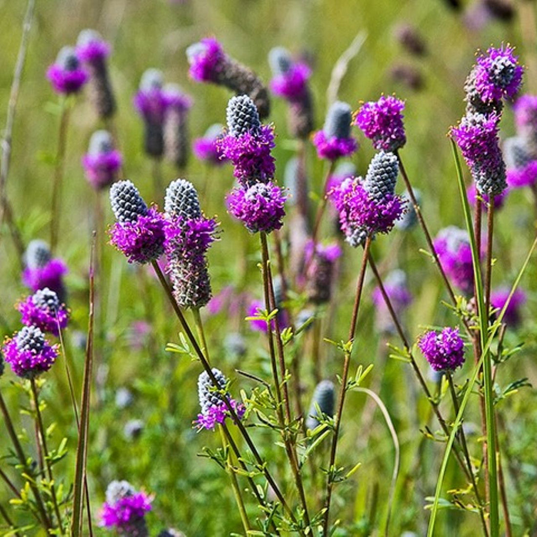 purple wildflower seeds Purple Prairie Clover Seed