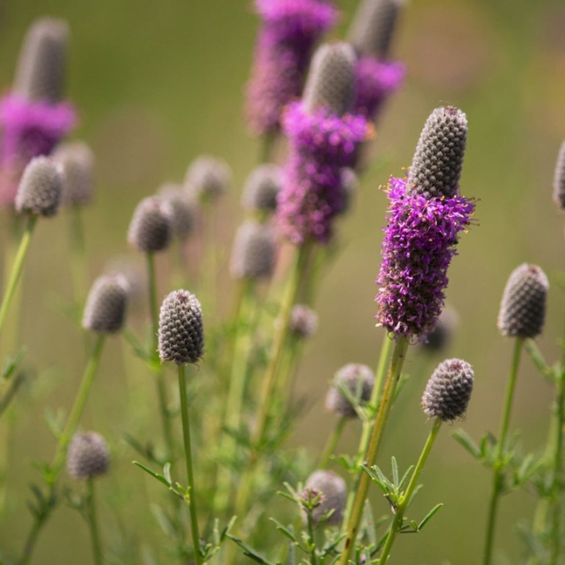 Purple Prairie Clover Wildflower Seed