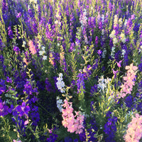 Rocket Larkspur Wildflower Seed