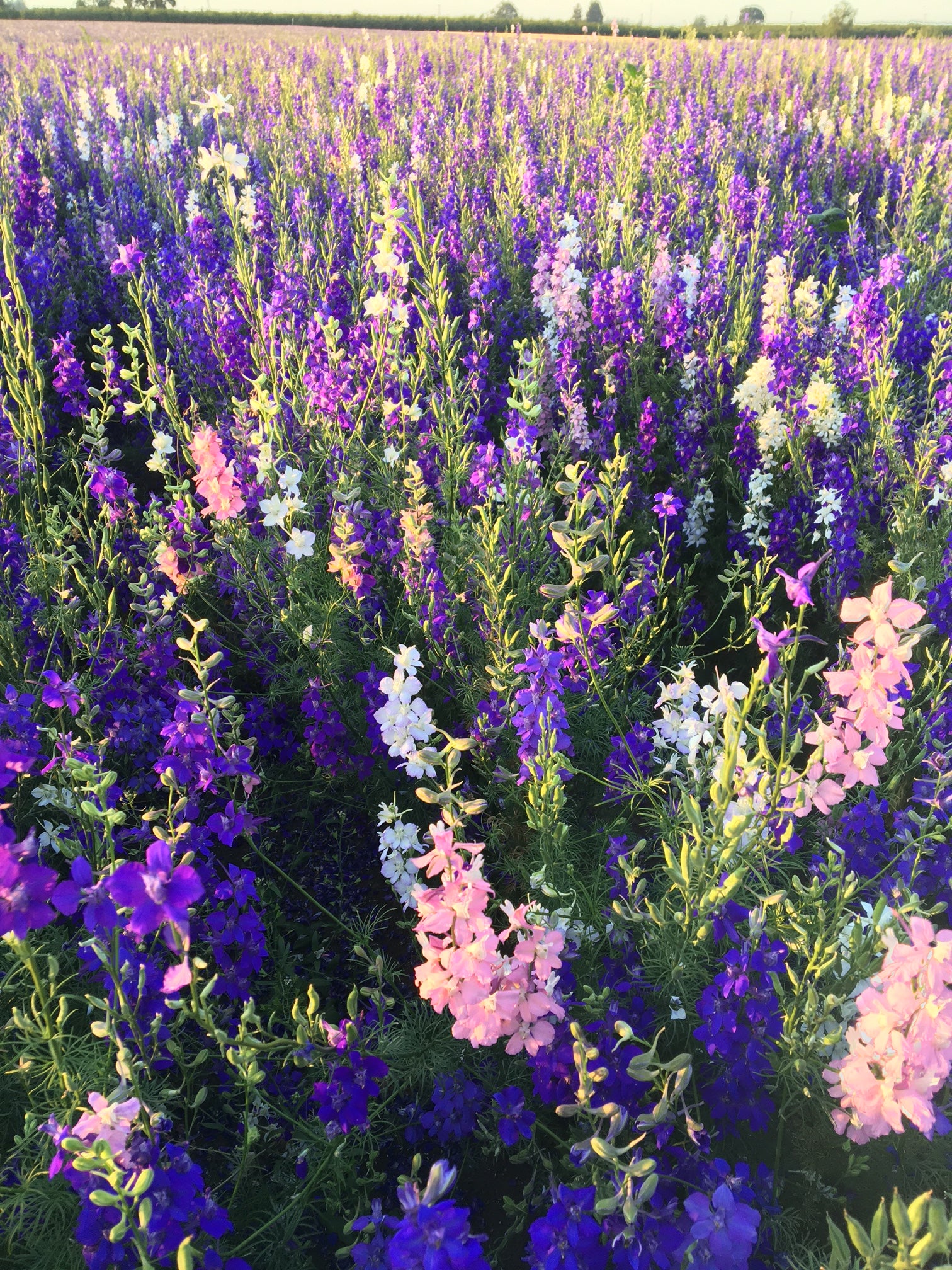 flower rocket seed disc Rocket Larkspur Wildflower Seed – Hancock Seed