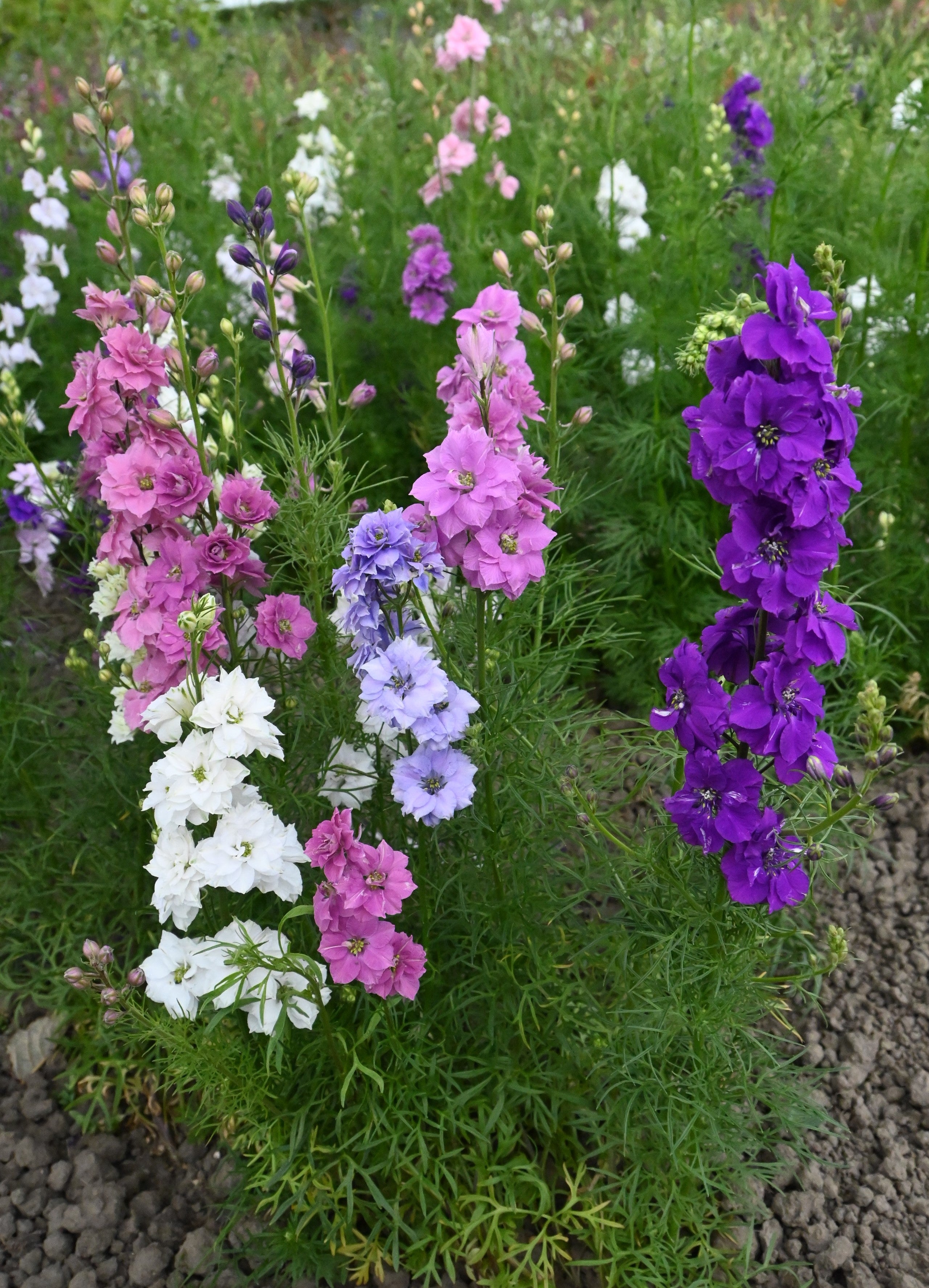 Rocket Larkspur Wildflower Seed – Hancock Seed