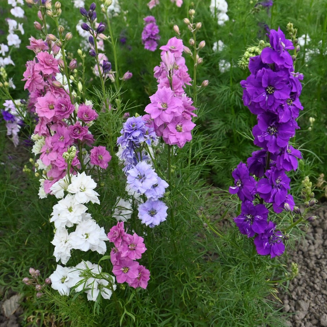 Rocket Larkspur Wildflower Seed