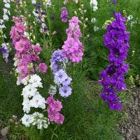 Rocket Larkspur Wildflower Seed