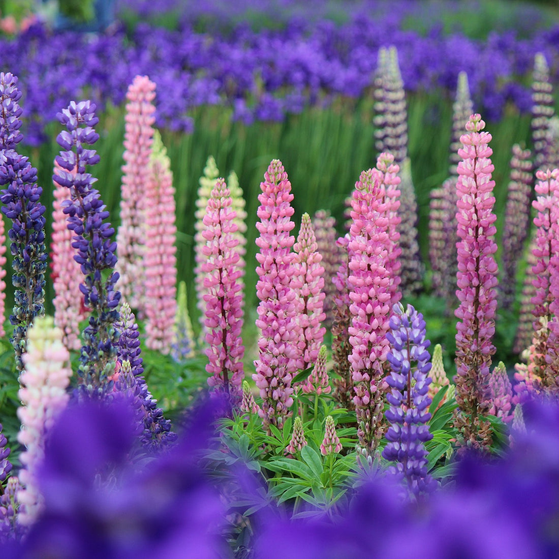 Russell Lupine Wildflower Seed