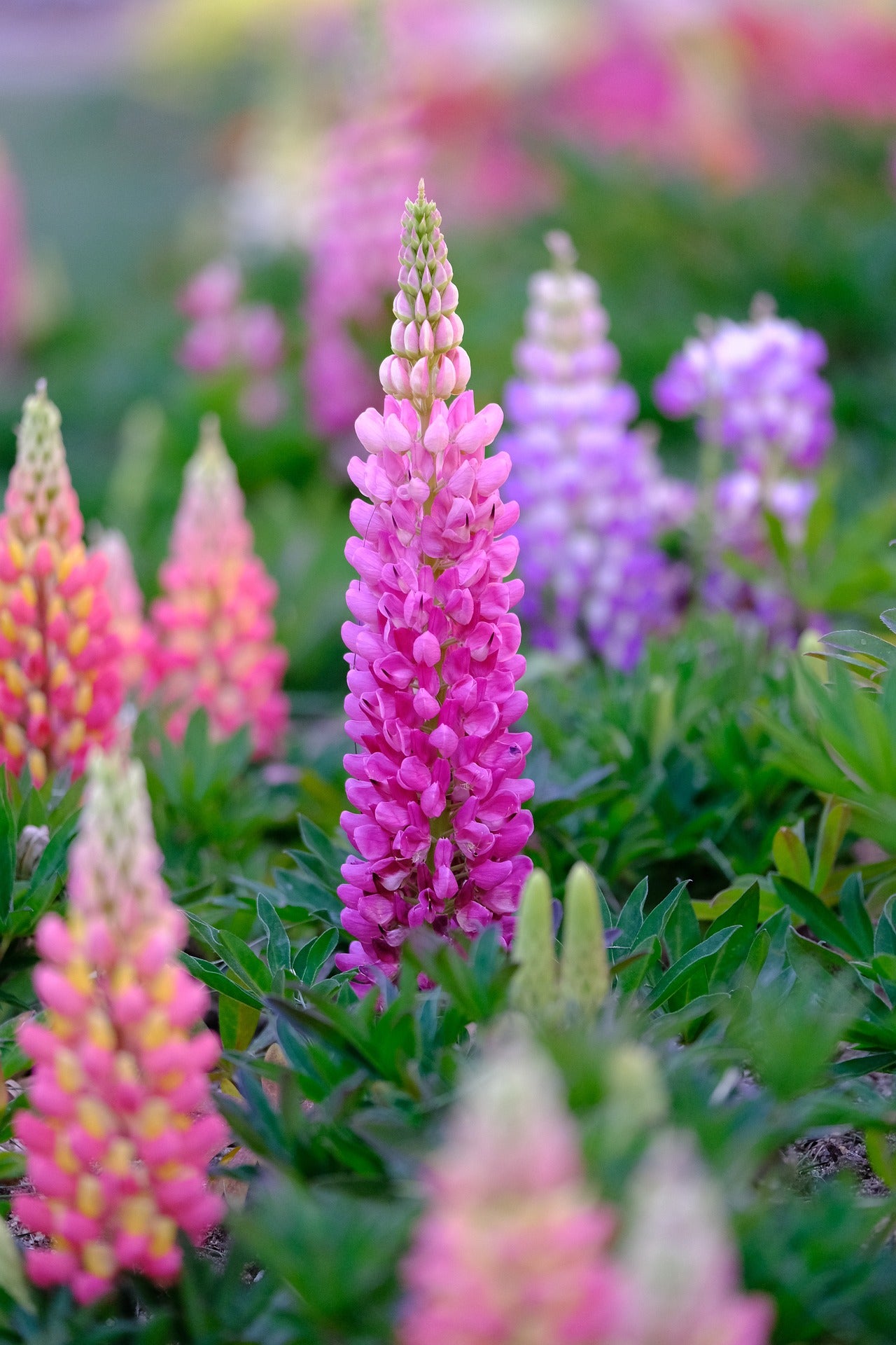 lupin3　本体、レフィル Russell Lupine Wildflower Seed – Hancock Seed
