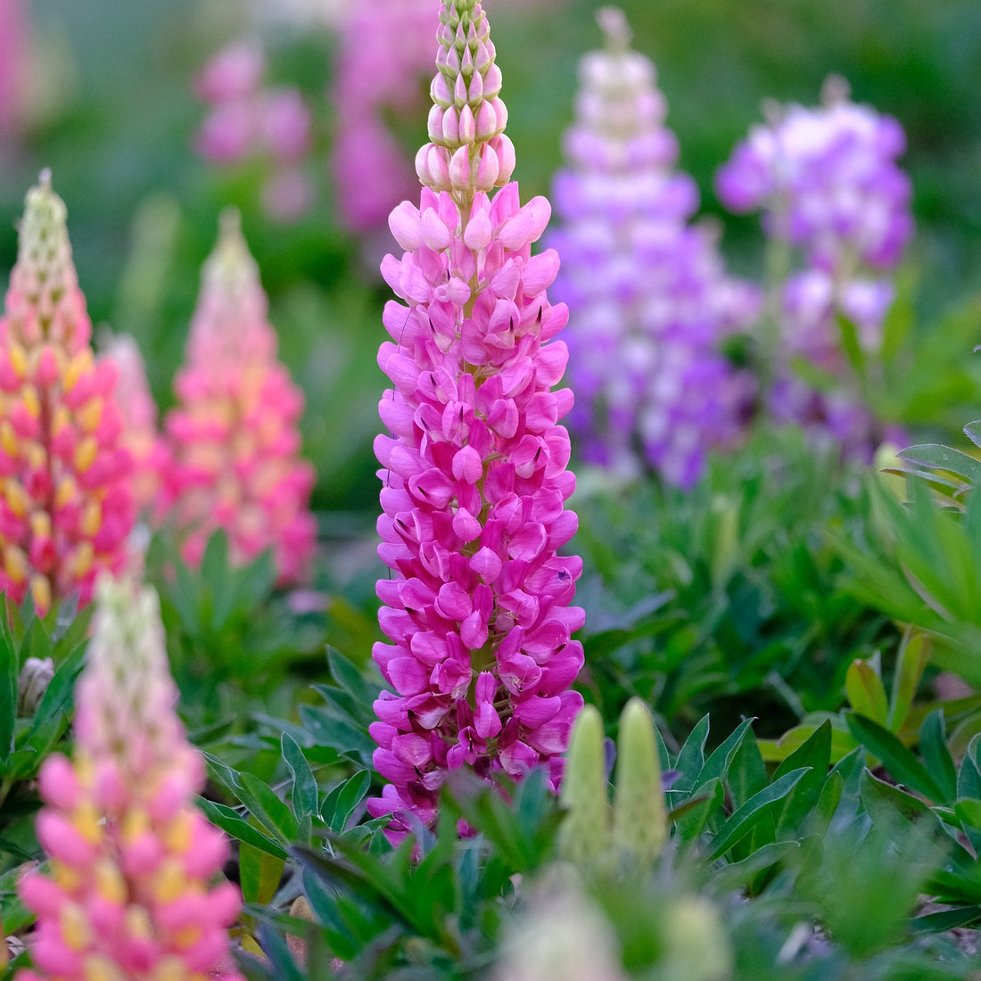 Russell Lupine Wildflower Seed