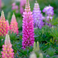 Russell Lupine Wildflower Seed