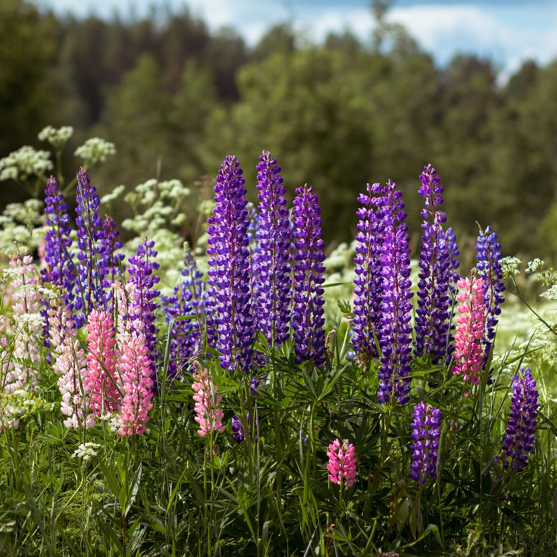 lupine wildflower seeds Russell Lupine Wildflower Seed – Hancock Seed