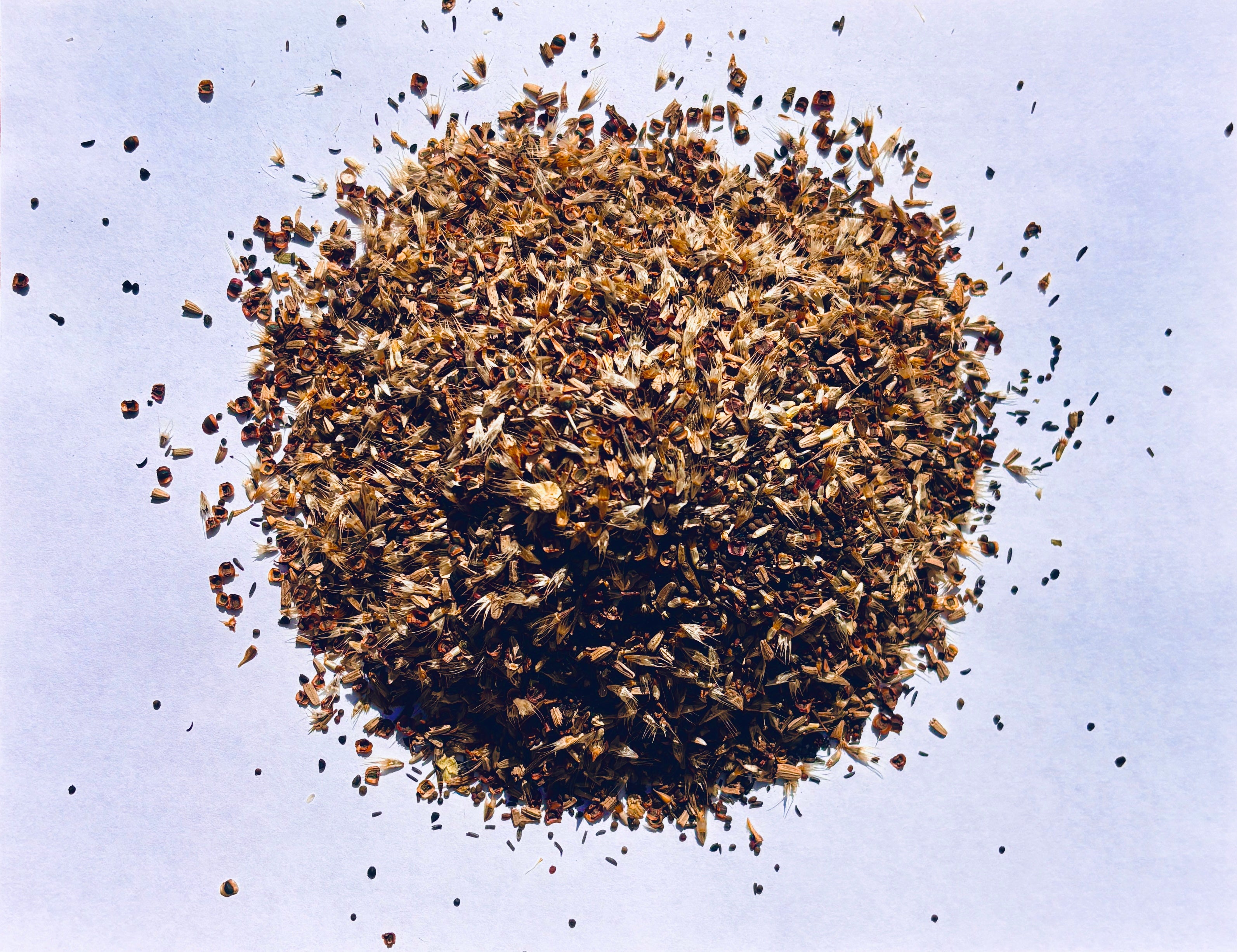 Southeast Native Wildflower Seed Mix – Hancock Seed