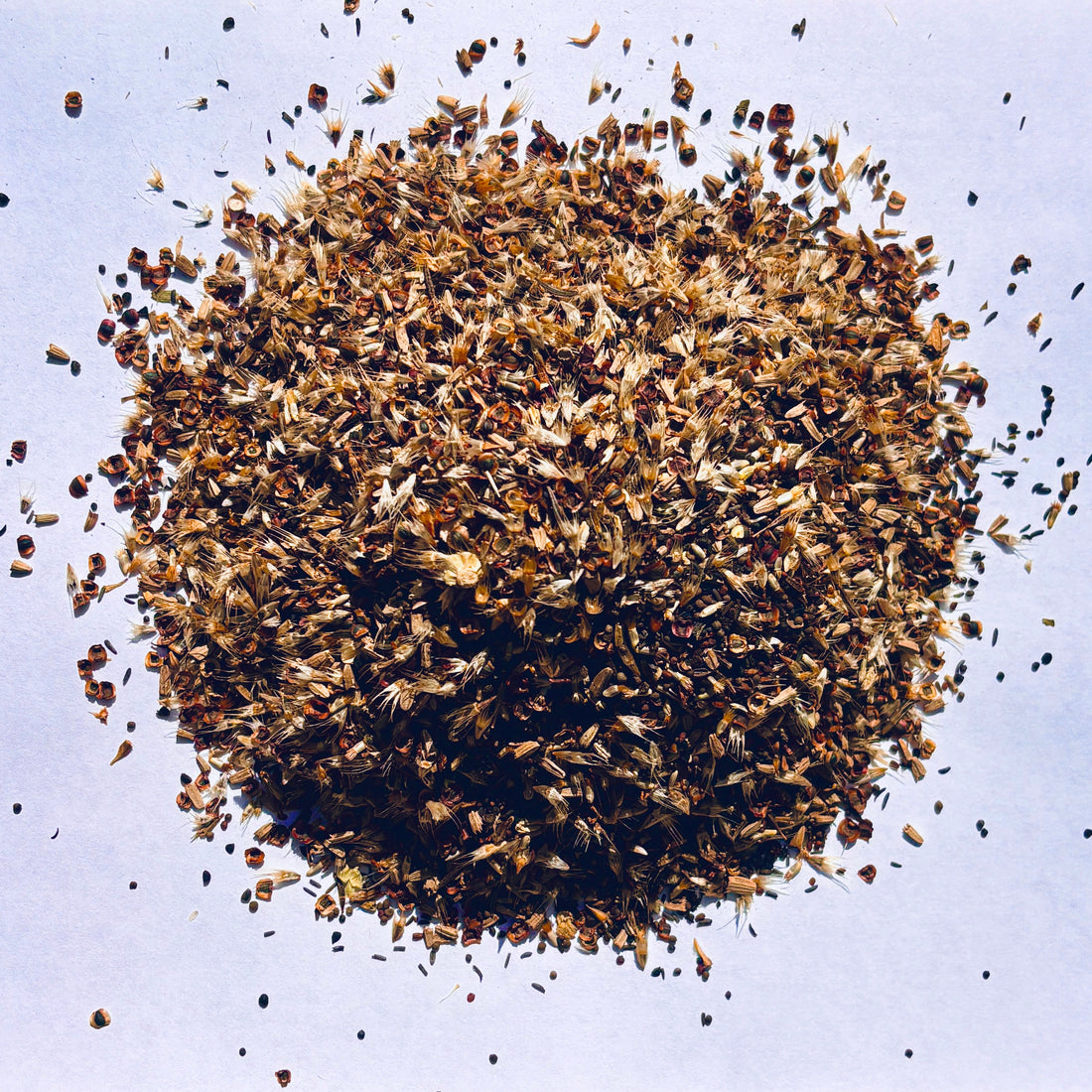 Southeast Native Wildflower Seed Mix