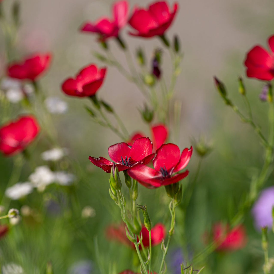 Scarlet Flax Wildflower Seed