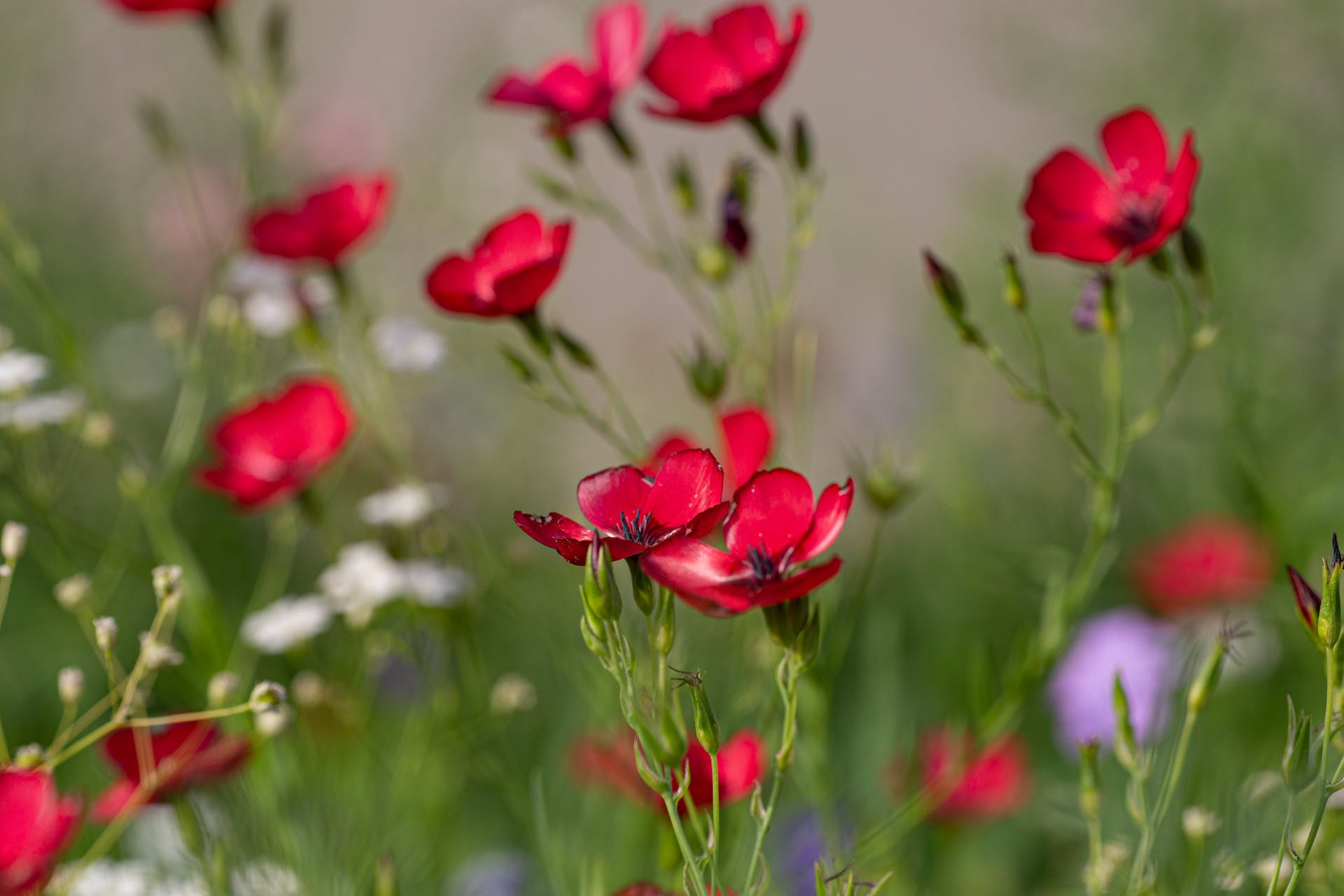 scarlet flax flower seeds Scarlet Flax Wildflower Seed – Hancock Seed