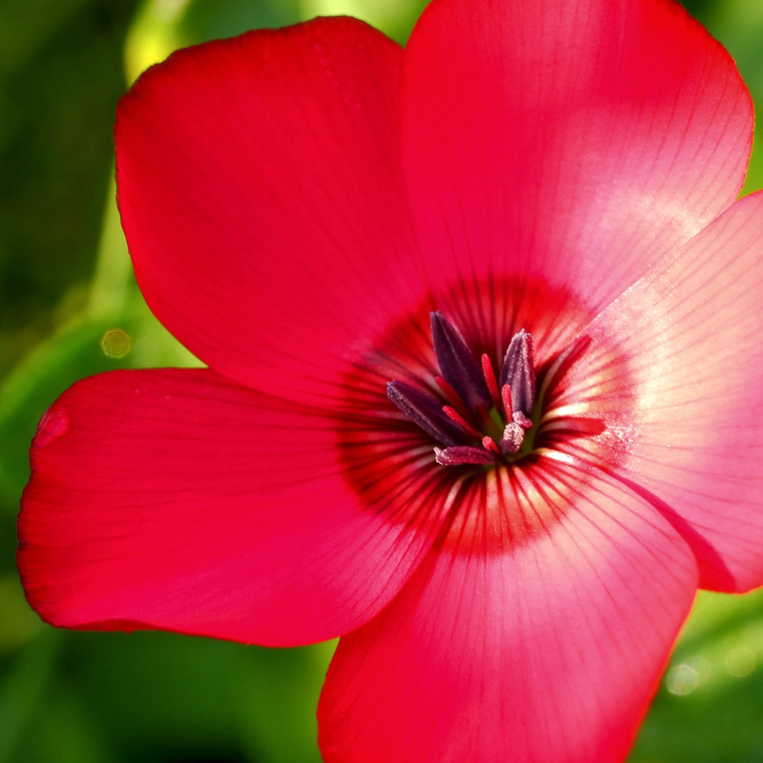 Scarlet Flax Wildflower Seed