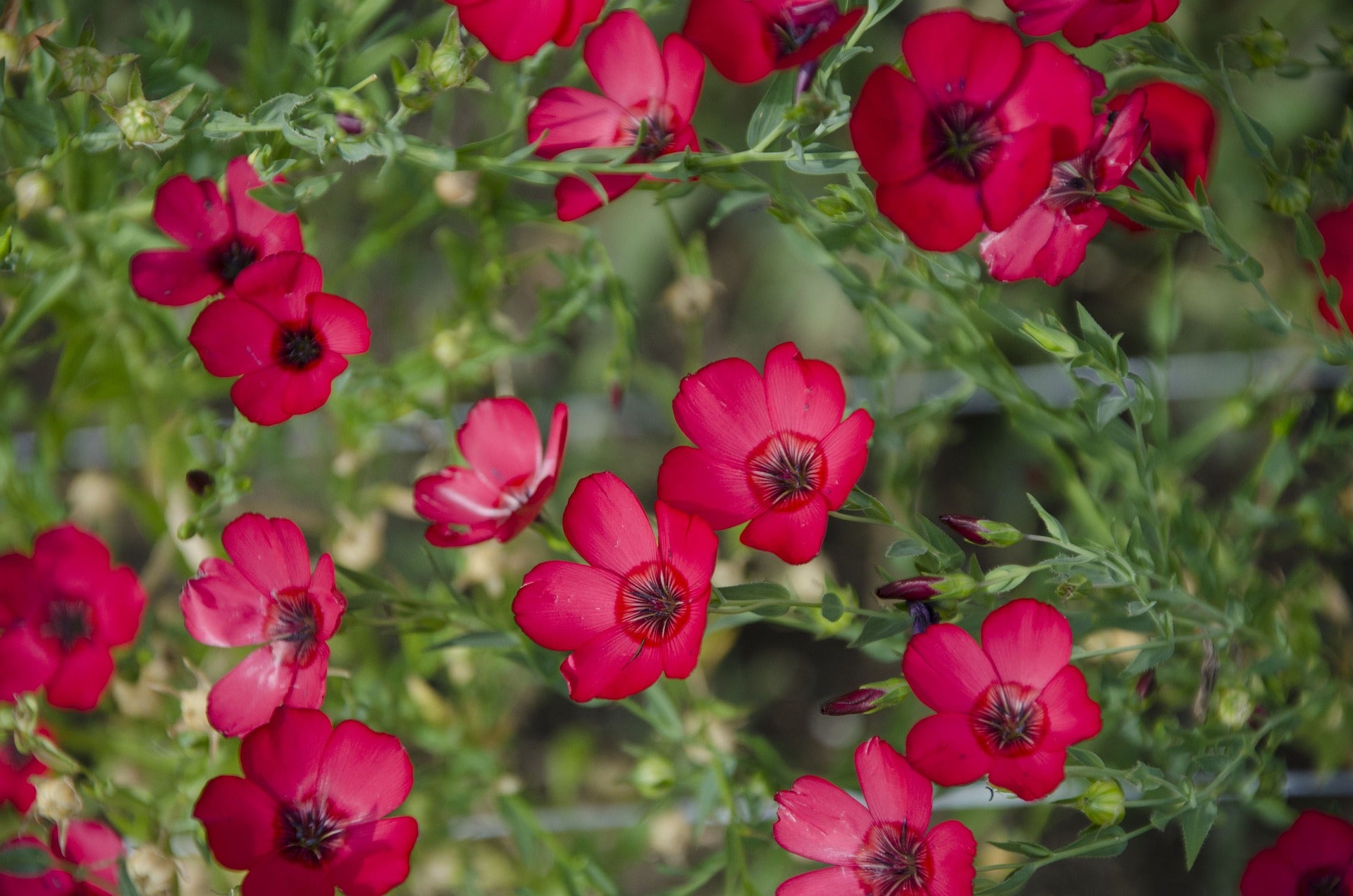 Scarlet Flax Wildflower Seed – Hancock Seed