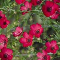 Scarlet Flax Wildflower Seed