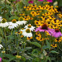 Beneficial Bug Wildflower Seed Mix
