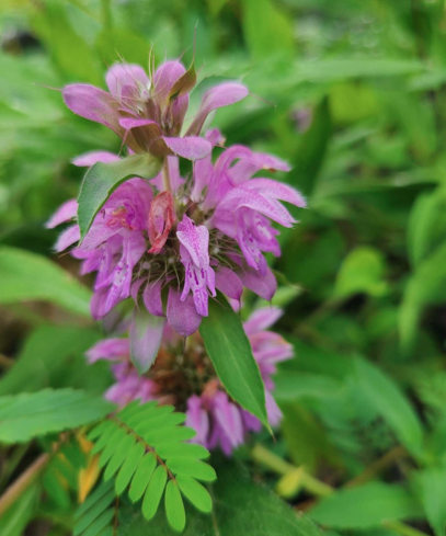 Southeast Native Wildflower Seed Mix
