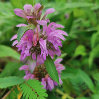 Southeast Native Wildflower Seed Mix