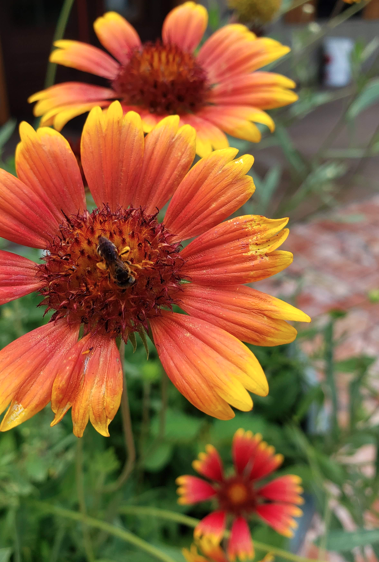 Southeast Native Wildflower Seed Mix
