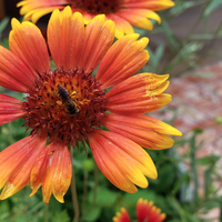 Southeast Native Wildflower Seed Mix