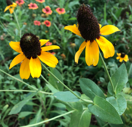 Southeast Native Wildflower Seed Mix