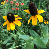 Southeast Native Wildflower Seed Mix