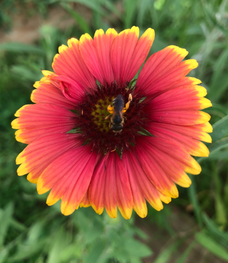 Southeast Native Wildflower Seed Mix