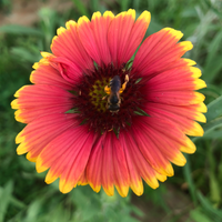 Southeast Native Wildflower Seed Mix