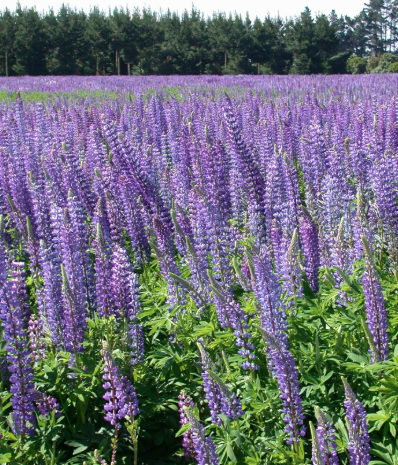 Southeast Native Wildflower Seed Mix