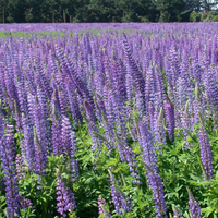 Southeast Native Wildflower Seed Mix