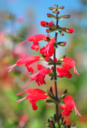 Southeast Native Wildflower Seed Mix