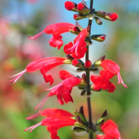 Southeast Native Wildflower Seed Mix