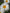 Shasta Daisy Wildflower Seed