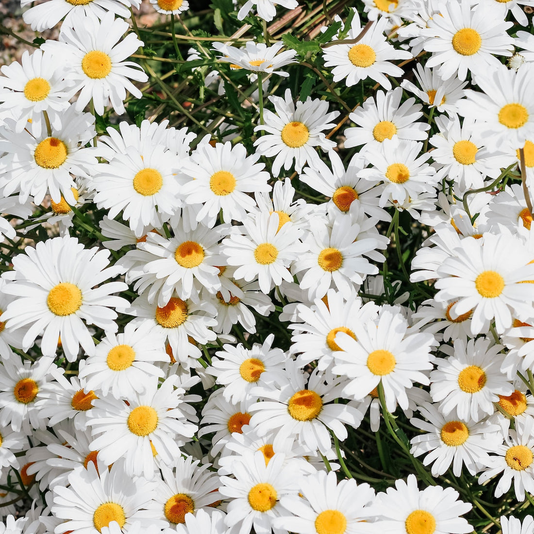 daisy wildflower seeds Shasta Daisy Wildflower Seed – Hancock Seed