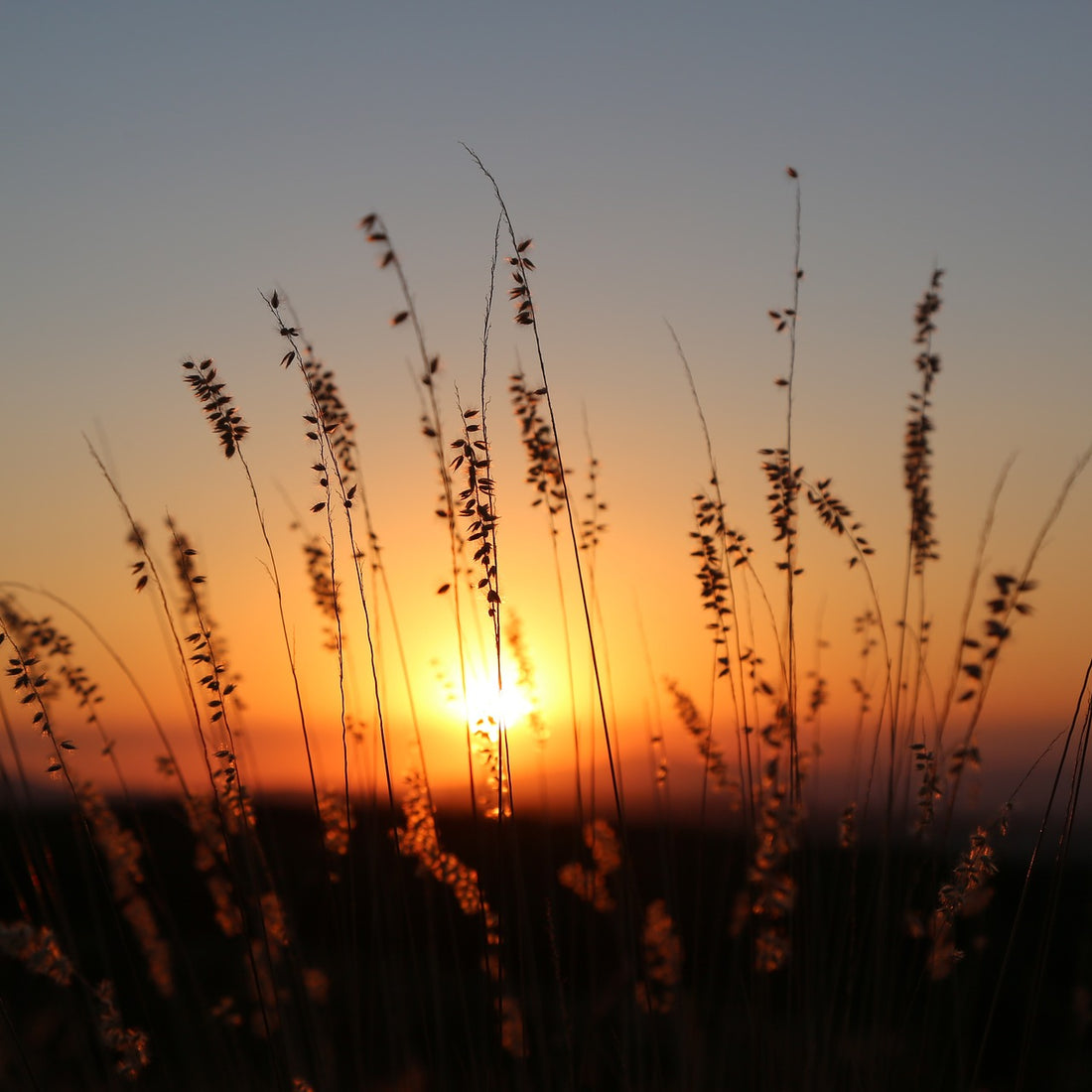 Shortgrass Native Grass Seed Mix