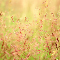 Shortgrass Native Grass Seed Mix