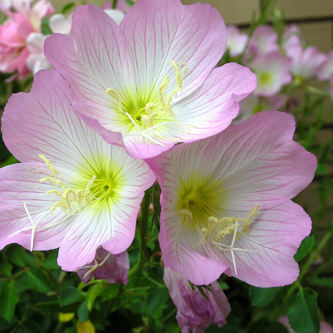 Showy Evening Primrose Wildflower Seed