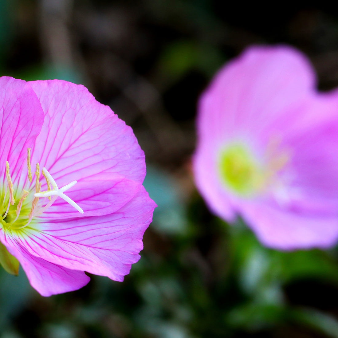 Showy Evening Primrose Wildflower Seed