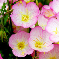 Showy Evening Primrose Wildflower Seed