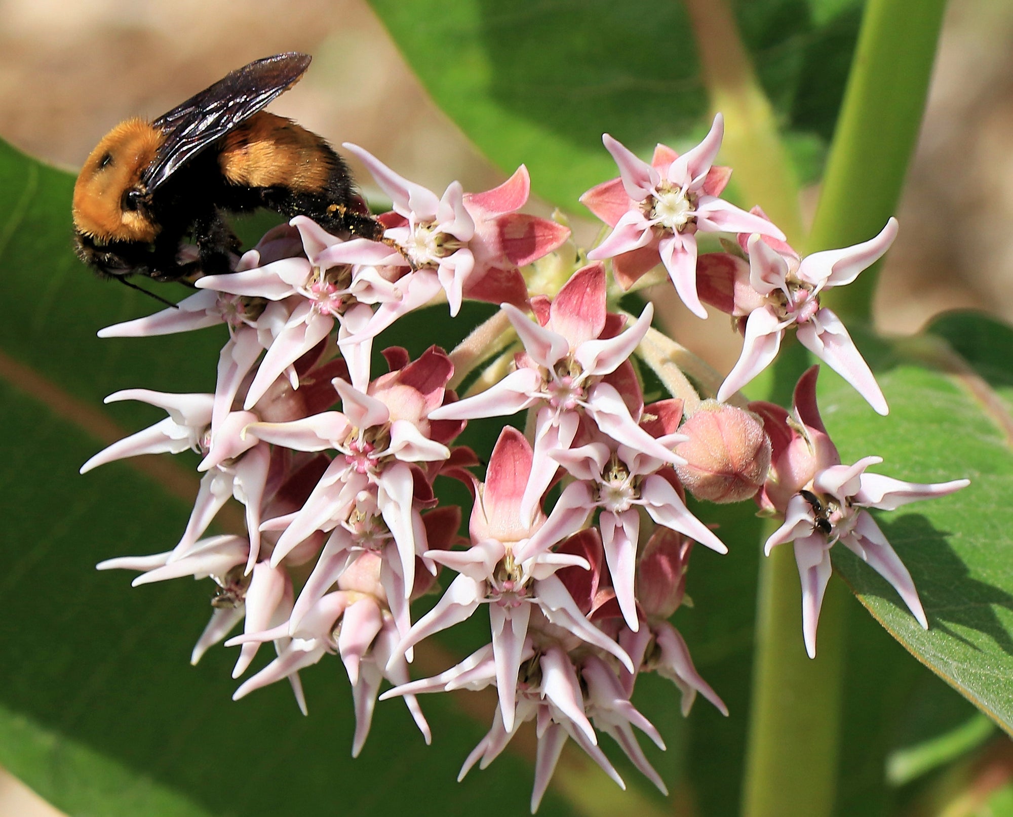 planting showy milkweed seeds Showy Milkweed Wildflower Seed – Hancock Seed