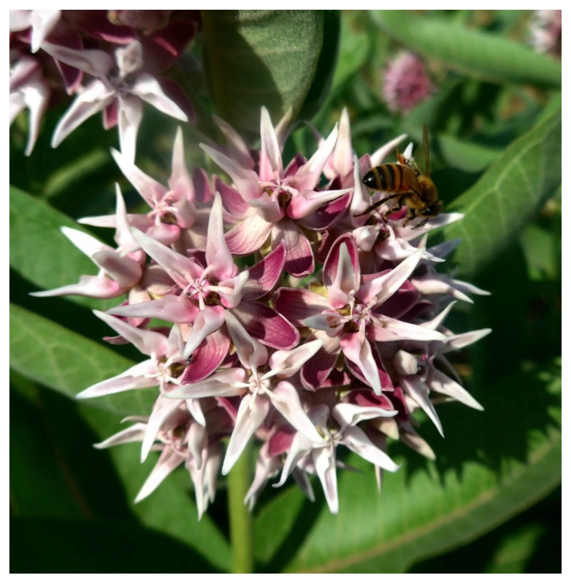 planting showy milkweed seeds Showy Milkweed Wildflower Seed – Hancock Seed