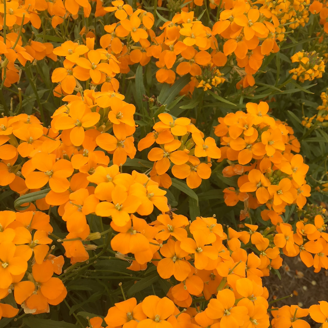 Siberian Wallflower Seed