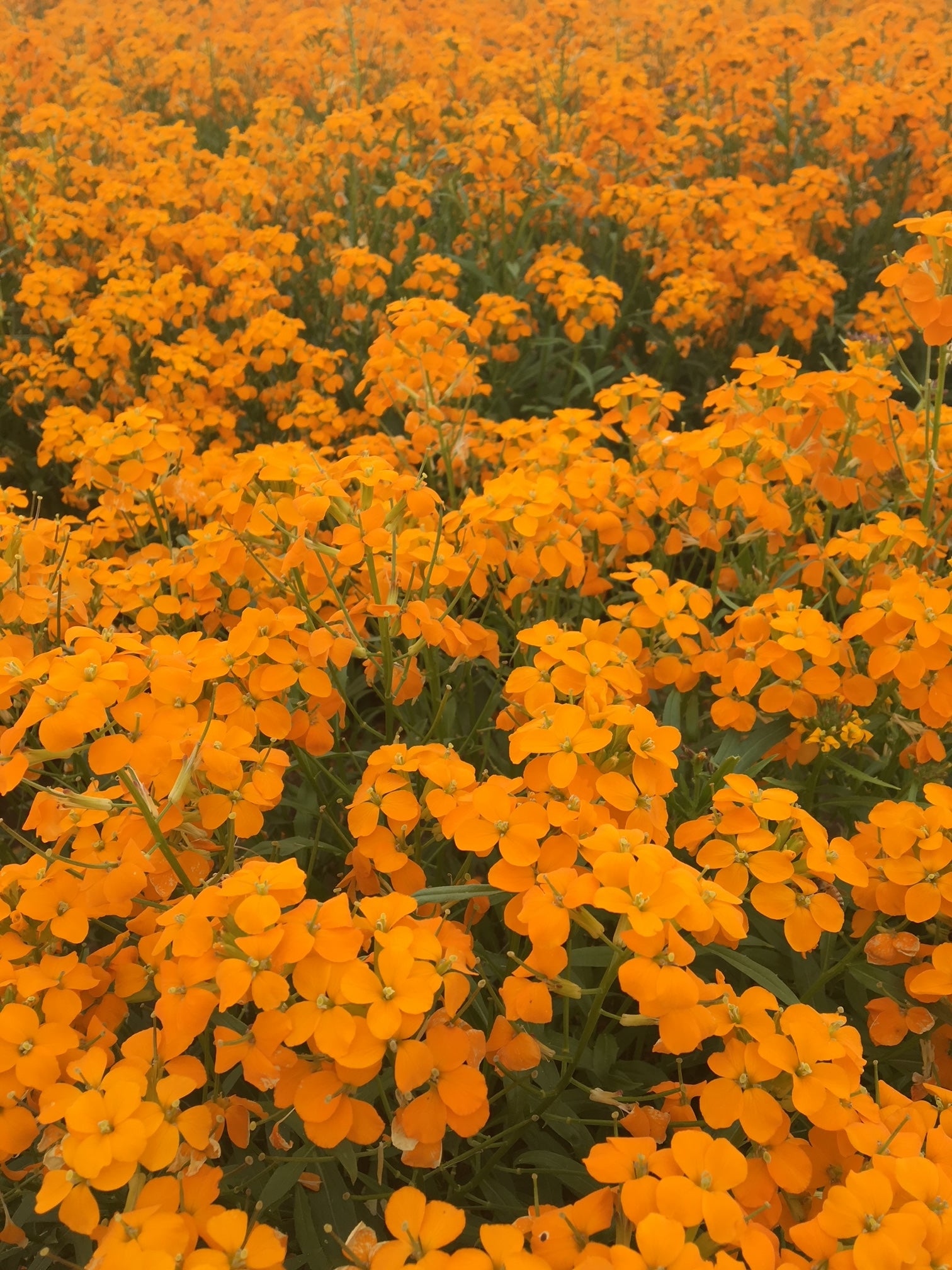 Siberian Wallflower Seed – Hancock Seed