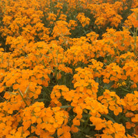 Siberian Wallflower Seed