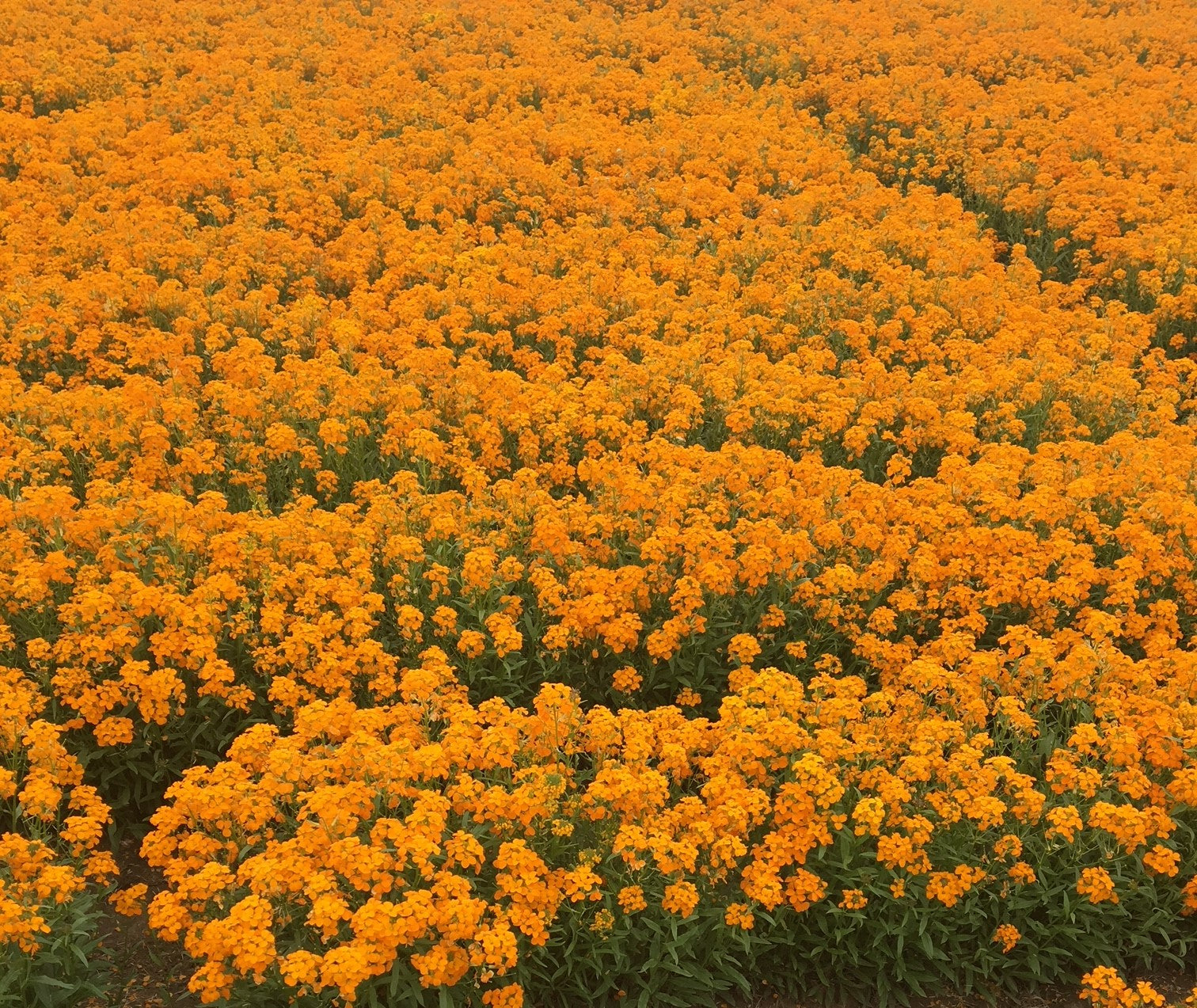 Siberian Wallflower Seed – Hancock Seed