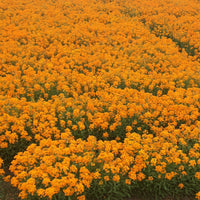 Siberian Wallflower Seed