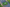 ProVista St. Augustine Lawn Plugs - 16 Count