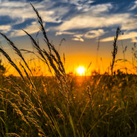 Southeast Native Grass Seed Mix