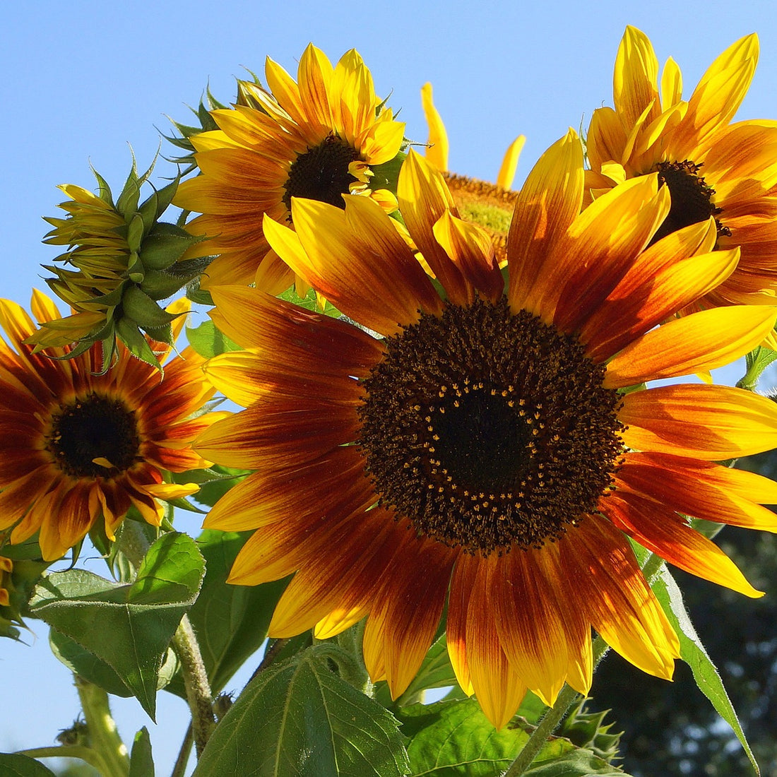 Autumn Beauty Sunflower Seed