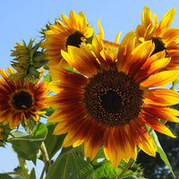 Autumn Beauty Sunflower Seed